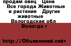  продам овец › Цена ­ 100 - Все города Животные и растения » Другие животные   . Вологодская обл.,Вологда г.